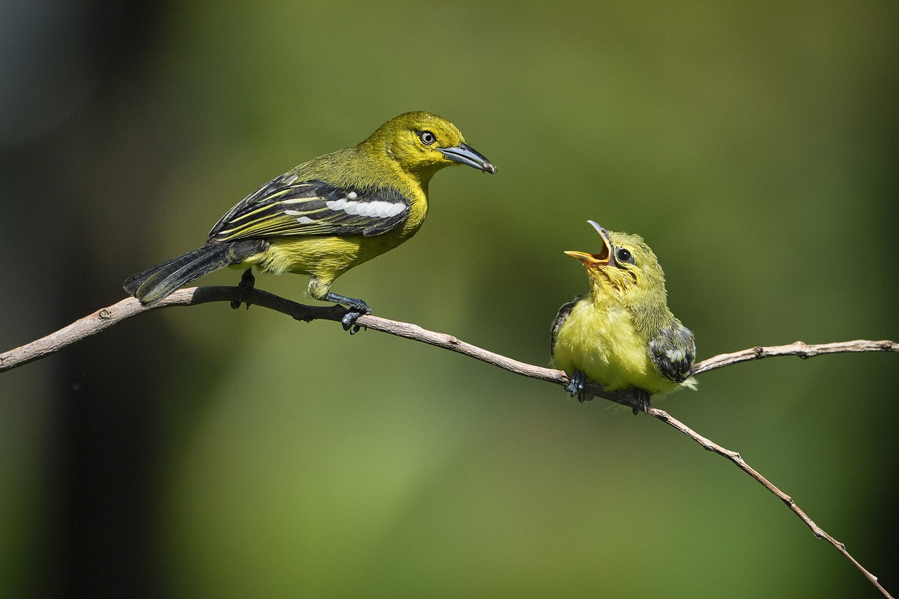 birds, fledgling, feeding-6305827.jpg