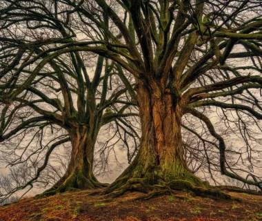 tree, nature, wood-3097419.jpg